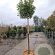 Photinia fraseri 'Red Robin' 160 cm stam container 10-12