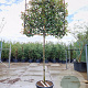 Photinia fraseri 'Red Robin' 170 cm stam container 12-14