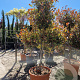 Photinia fraseri 'Red Robin' 175-200 cm cont. 70L paraplu
