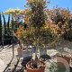 Photinia fraseri 'Red Robin' 175-200 cm cont. 70L paraplu
