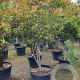 Photinia fraseri 'Red Robin' 175-200 cm cont. 95L