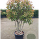 Photinia fraseri 'Red Robin' 175-200 cm cont. 95L