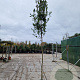 Photinia fraseri 'Red Robin' 180 cm stam 35L