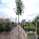 Photinia fraseri 'Red Robin' 180 cm stam 35L