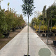 Photinia fraseri 'Red Robin' 180 cm stam 35L 10-12