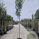 Photinia fraseri 'Red Robin' 180 cm stam container 20-25 lei 150x120