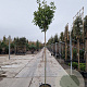 Photinia fraseri 'Red Robin' 200 cm stam 30L 6-8