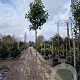 Photinia fraseri 'Red Robin' 200 cm stam 30L 8-10