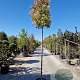 Photinia fraseri 'Red Robin' 200 cm stam 45L 10-12