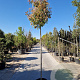 Photinia fraseri 'Red Robin' 200 cm stam 45L 8-10