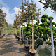 Photinia fraseri 'Red Robin' 200 cm stam container 8-10 lei 150x120