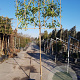 Photinia fraseri 'Red Robin' 200 cm stam container 8-10 lei 150x120