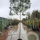 Photinia fraseri 'Red Robin' 200 cm stam container 8-10 lei 150x120