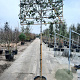 Photinia fraseri 'Red Robin' 200 cm stam container 8-10 lei 150x120