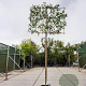 Photinia fraseri 'Red Robin' 200 cm stam container 8-10 lei 150x120