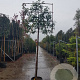 Photinia fraseri 'Red Robin' 200 cm stam container 18-20 lei 150x120