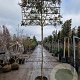 Photinia fraseri 'Red Robin' 200 cm stam container 12-14
