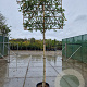 Photinia fraseri 'Red Robin' 200 cm stam container 12-14