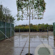Photinia fraseri 'Red Robin' 200 cm stam container 12-14
