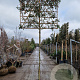 Photinia fraseri 'Red Robin' 200 cm stam container 12-14