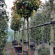 Photinia fraseri 'Red Robin' 200 cm stam container 14-16 hoge lei