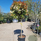 Photinia fraseri 'Red Robin' 90 cm stam container bol