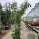 Phyllostachys nigra 200-250 cm container meerstammig