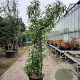 Phyllostachys nigra 200-250 cm container meerstammig