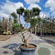 Pinus mugo pumilio 100-125 cm container paraplu
