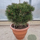 Pinus nigra Brepo 50-60 cm container bol