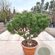 Pinus nigra Brepo 70-80 cm container paraplu