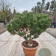 Pinus nigra Brepo 70-80 cm container paraplu