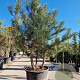 Pinus nigra 200-250 cm container meerstammig extra