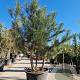 Pinus nigra 200-250 cm container meerstammig extra