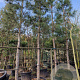 Pinus nigra nigra 210 cm stam container 25-30