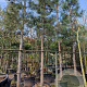 Pinus nigra nigra 210 cm stam container 25-30