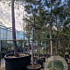 Pinus nigra nigra 210 cm stam container 30-35
