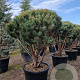 Pinus sylv. 'Watereri' 125-150 cm cont. 110L paraplu