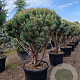Pinus sylv. 'Watereri' 125-150 cm cont. 110L paraplu