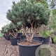 Pinus sylv. 'Watereri' 125-150 cm cont. 160L meerstammig