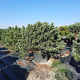 Pinus sylv. 'Watereri' 140-160 cm container paraplu extra