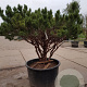 Pinus sylv. 'Watereri' 140-160 cm container paraplu extra