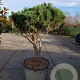 Pinus sylv. 'Watereri' 140-160 cm container paraplu extra