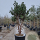 Pinus sylv. 'Watereri' 175-200 cm cont. 175L piramide