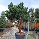 Pinus sylv. 'Watereri' 175-200 cm cont. 175L piramide