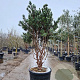 Pinus sylv. 'Watereri' 175-200 cm cont. 175L piramide