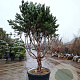 Pinus sylv. 'Watereri' 200-250 cm cont. 175L
