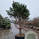 Pinus sylv. 'Watereri' 200-250 cm cont. 175L