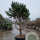 Pinus sylv. 'Watereri' 200-250 cm cont. 175L