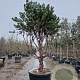 Pinus sylv. 'Watereri' 200-250 cm cont. 230L paraplu